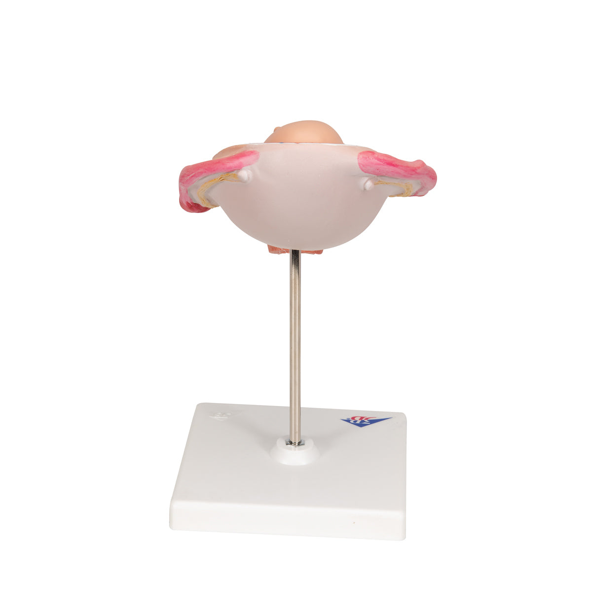 Fetus Model, 5th Month in Breech Position