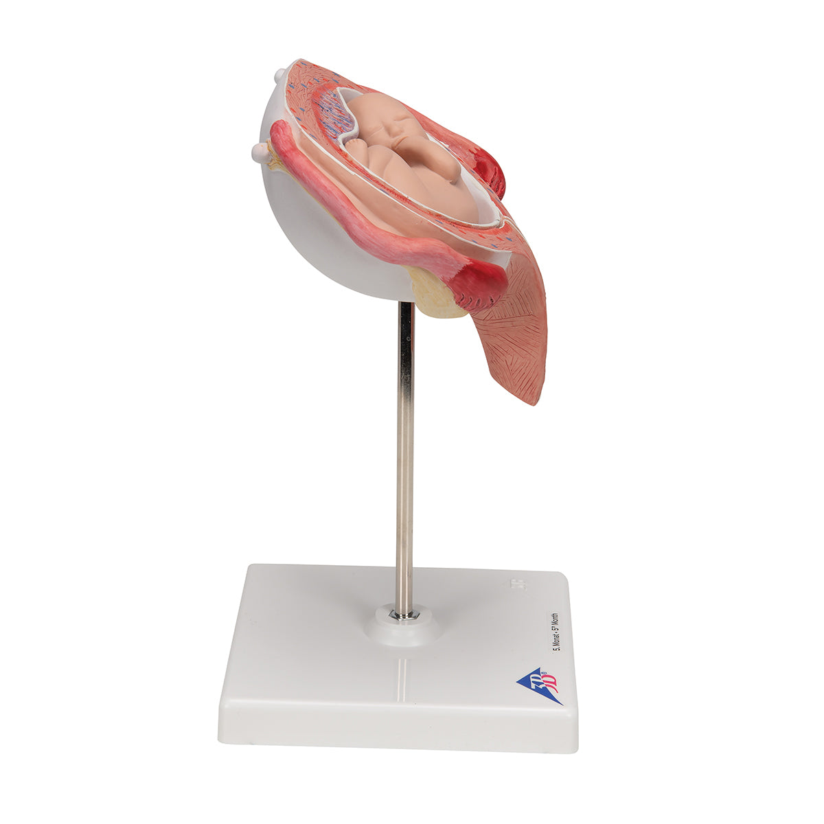 Fetus Model, 5th Month in Dorsal Position