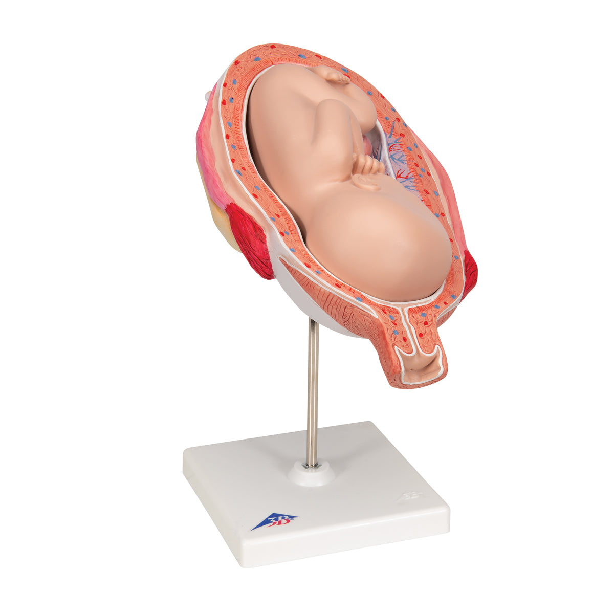 Fetus Model, 7th Month