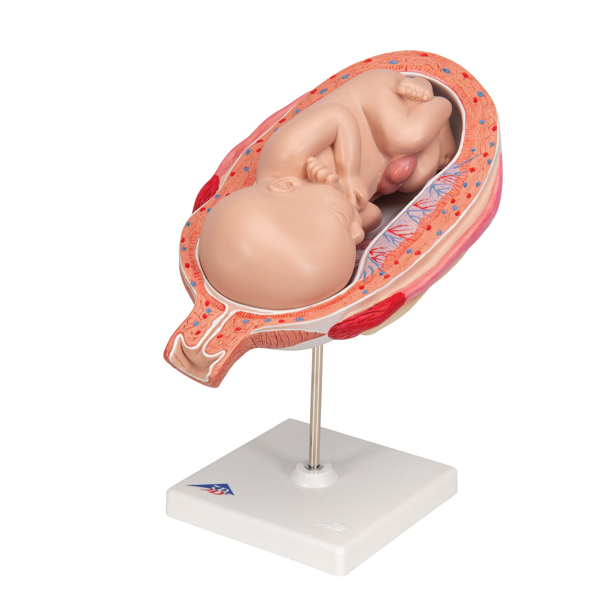 Fetus Model, 7th Month