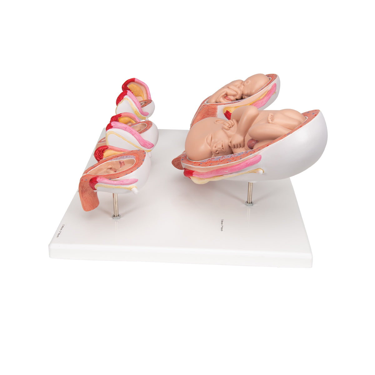 Pregnancy Models Series, 5 Embryo & Fetus Models on a Base