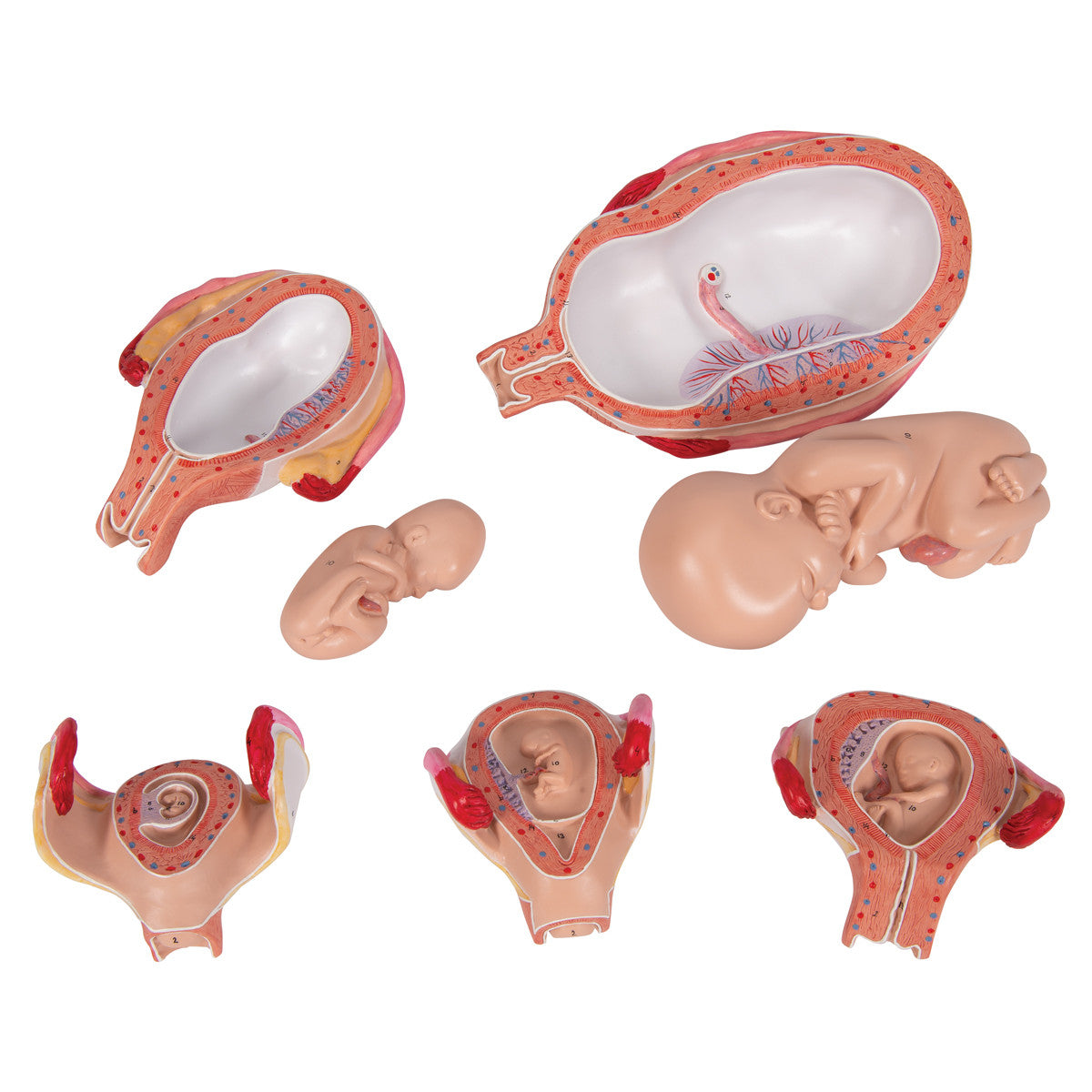 3B Scientific Pregnancy Series - 5 Models | 3B Scientific L11/9