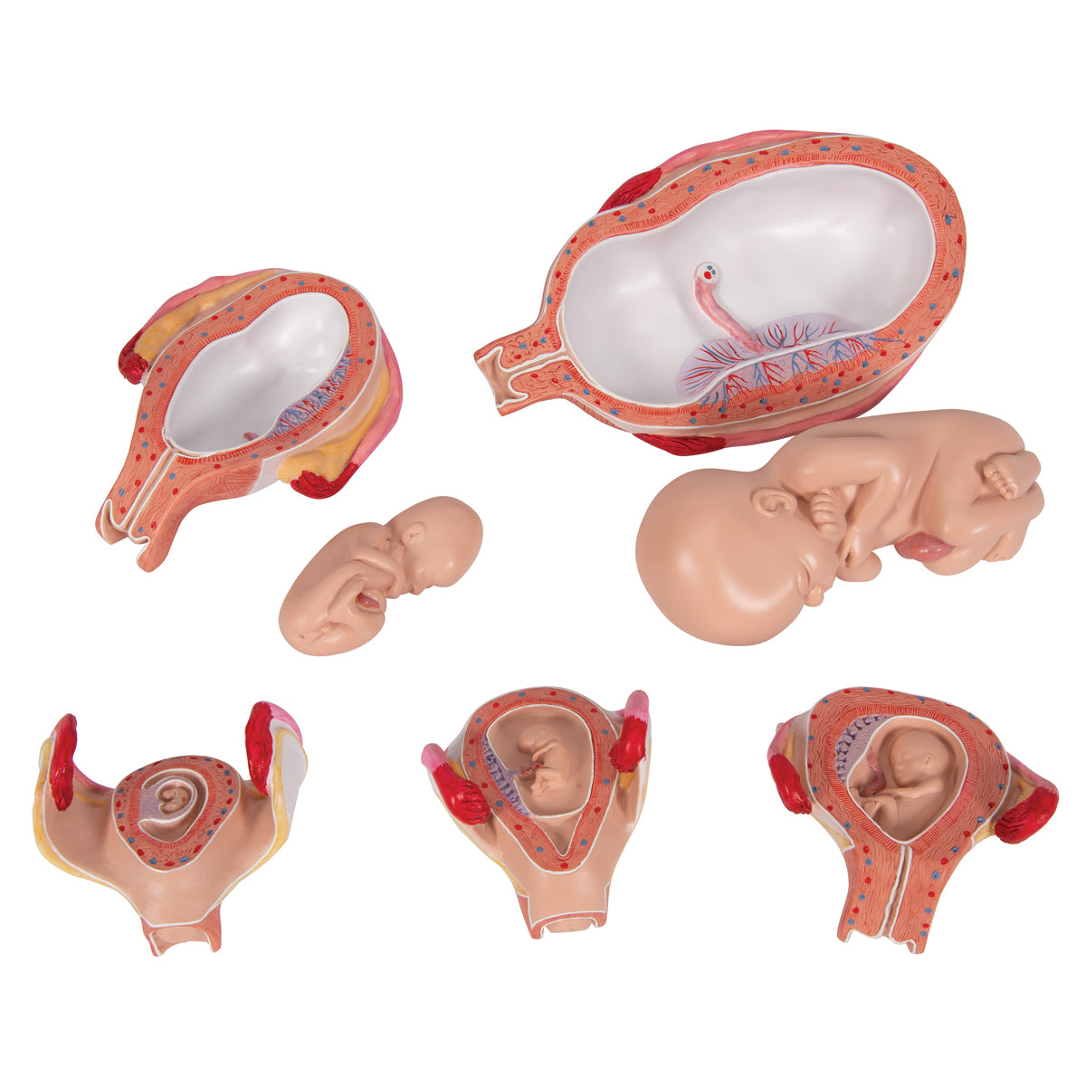 Pregnancy Models Series, 5 Embryo & Fetus Models on a Base