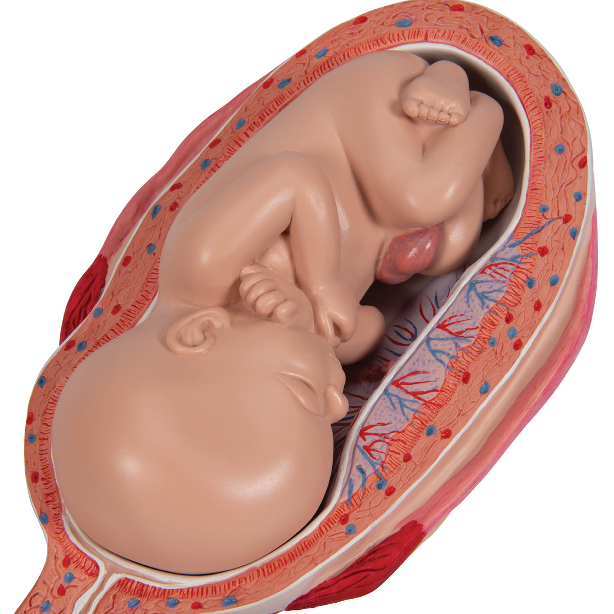 Pregnancy Models Series, 5 Embryo & Fetus Models on a Base