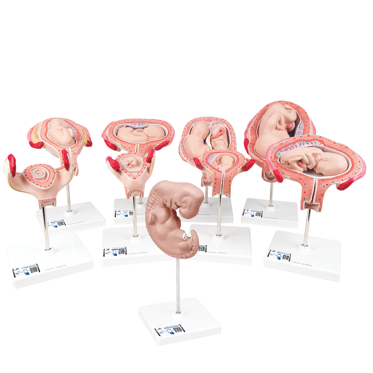 Deluxe Pregnancy Models Series, 9 Individual Embryo & Fetus Models