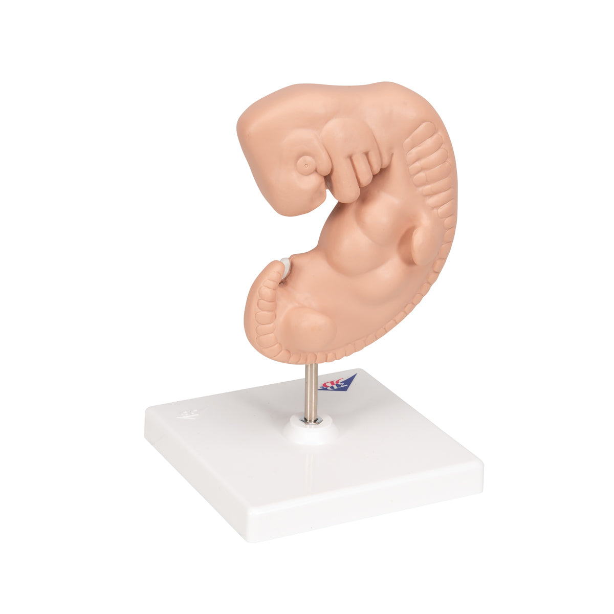 Human Embryo Model, 25 times Life-Size
