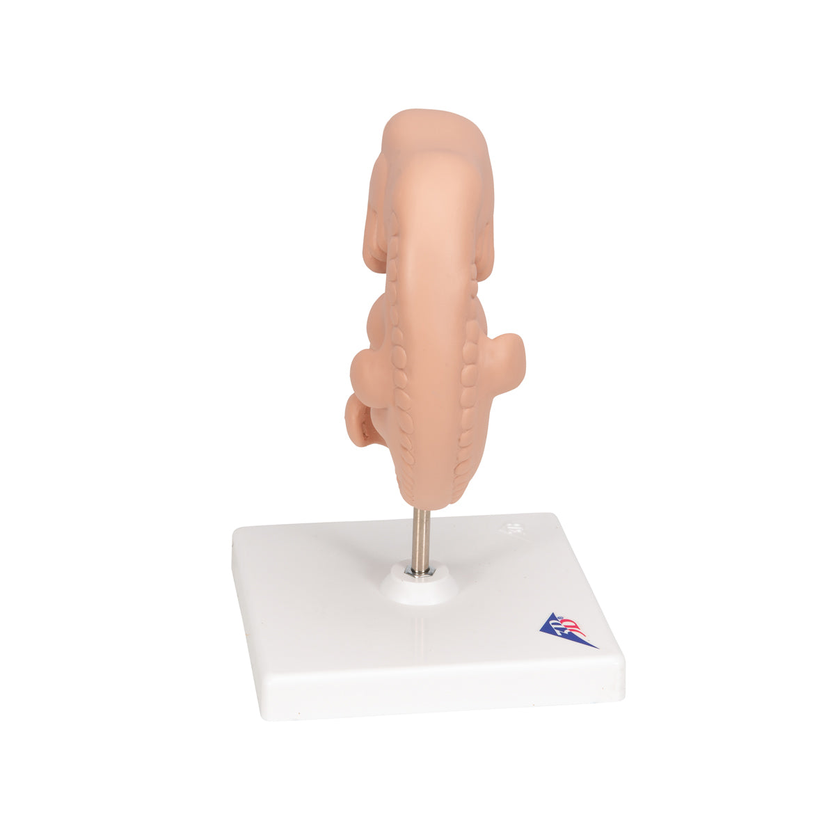 Human Embryo Model, 25 times Life-Size
