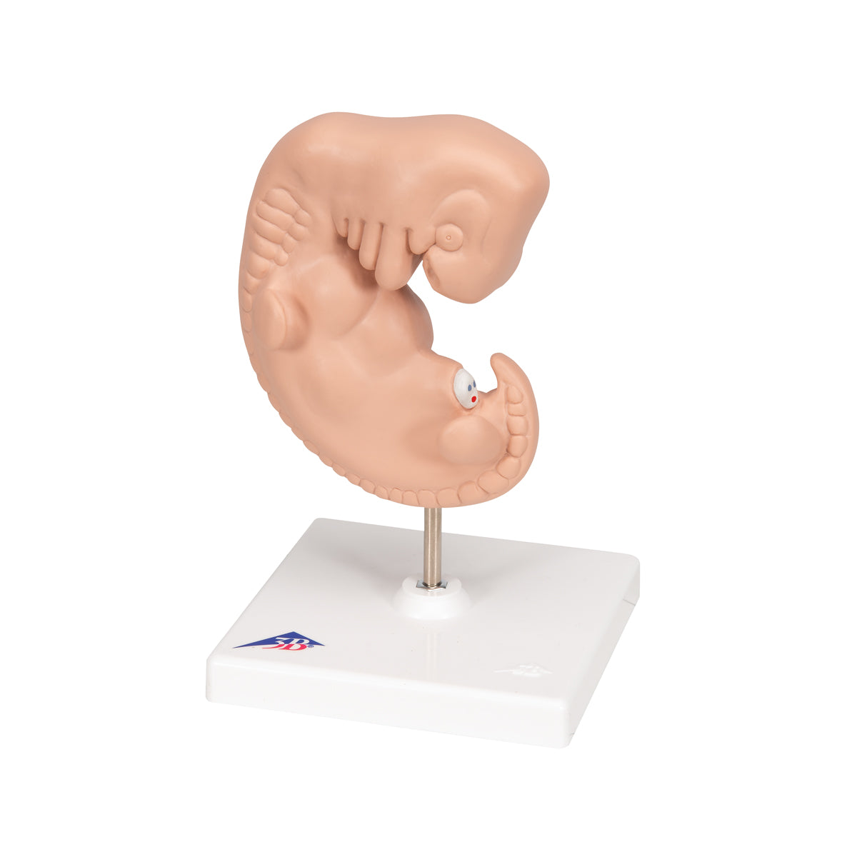 Human Embryo Model, 25 times Life-Size