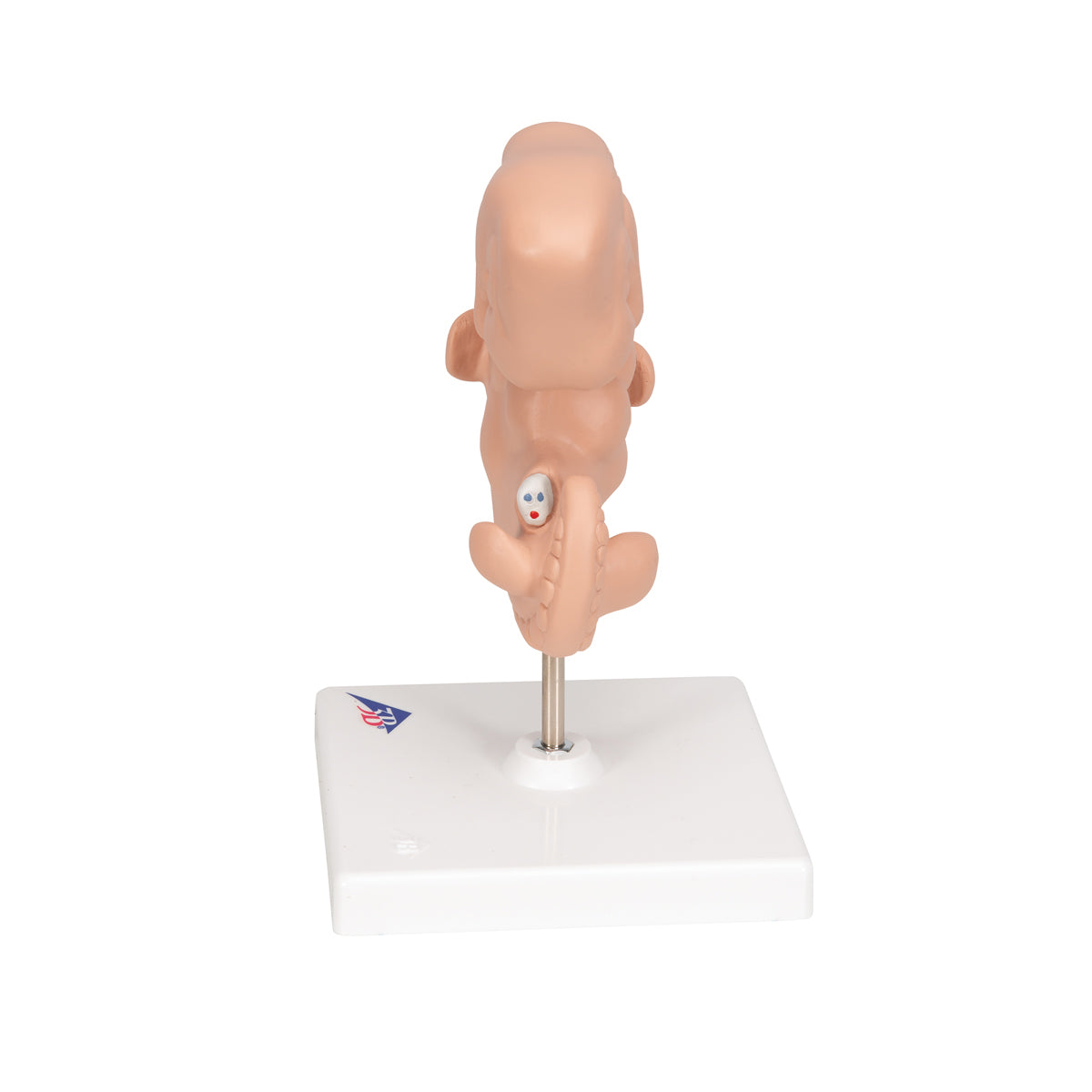 Human Embryo Model, 25 times Life-Size