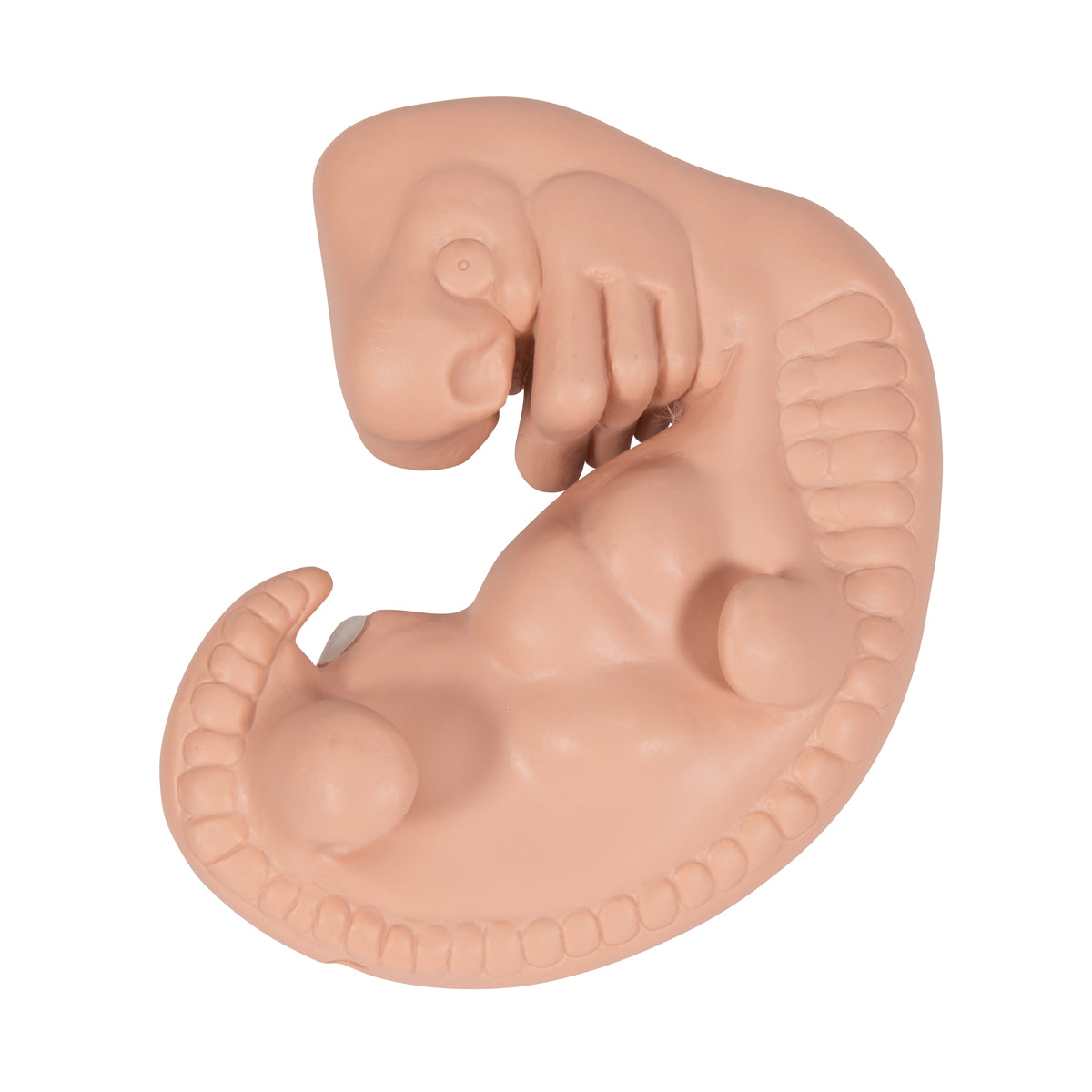 Human Embryo Model, 25 times Life-Size