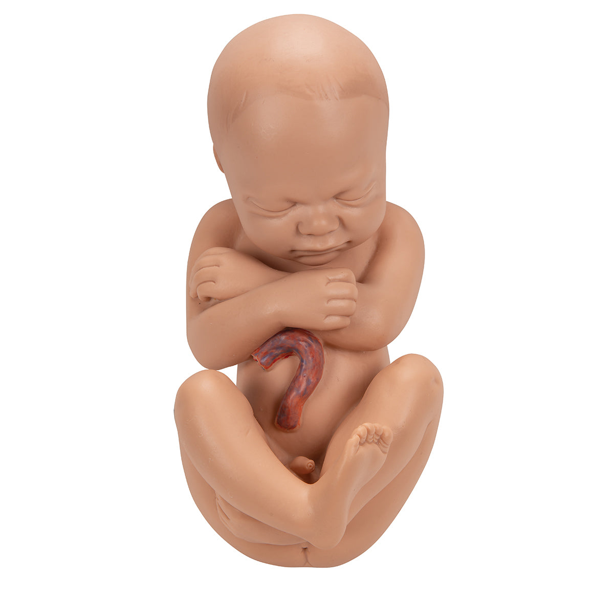 Pregnancy Pelvis Model in Median Section with Removable Fetus (40 weeks), 3 part