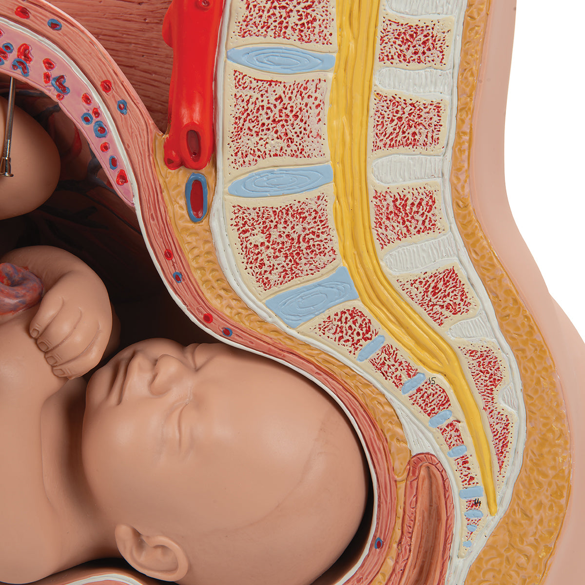 Pregnancy Pelvis Model in Median Section with Removable Fetus (40 weeks), 3 part