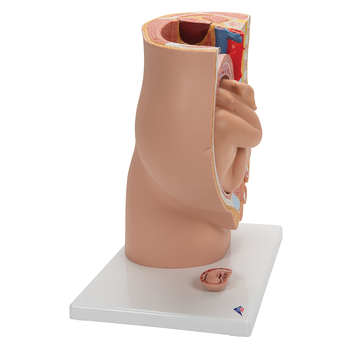 Pregnancy Pelvis Model in Median Section with Removable Fetus (40 weeks), 3 part