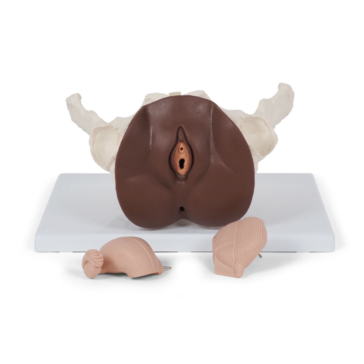 Female Pelvis Skeleton with Genital Organs, dark skin, 3 part