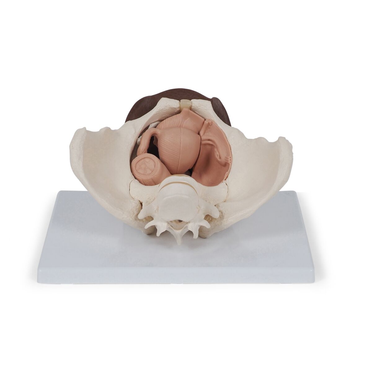 Female Pelvis Skeleton with Genital Organs, dark skin, 3 part