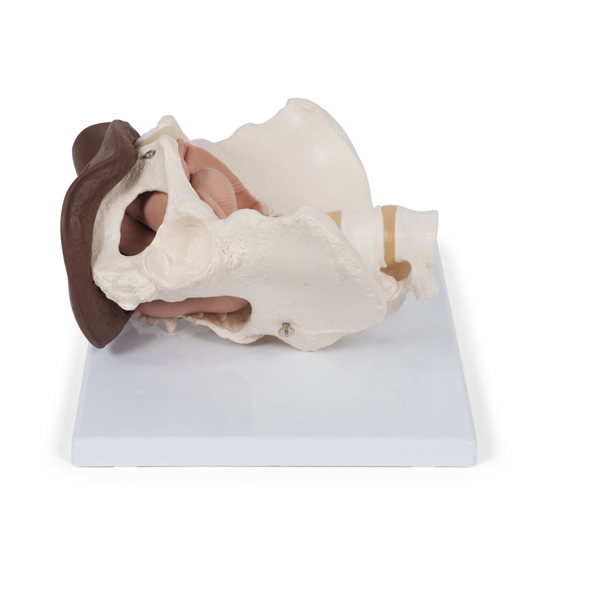 Female Pelvis Skeleton with Genital Organs, dark skin, 3 part