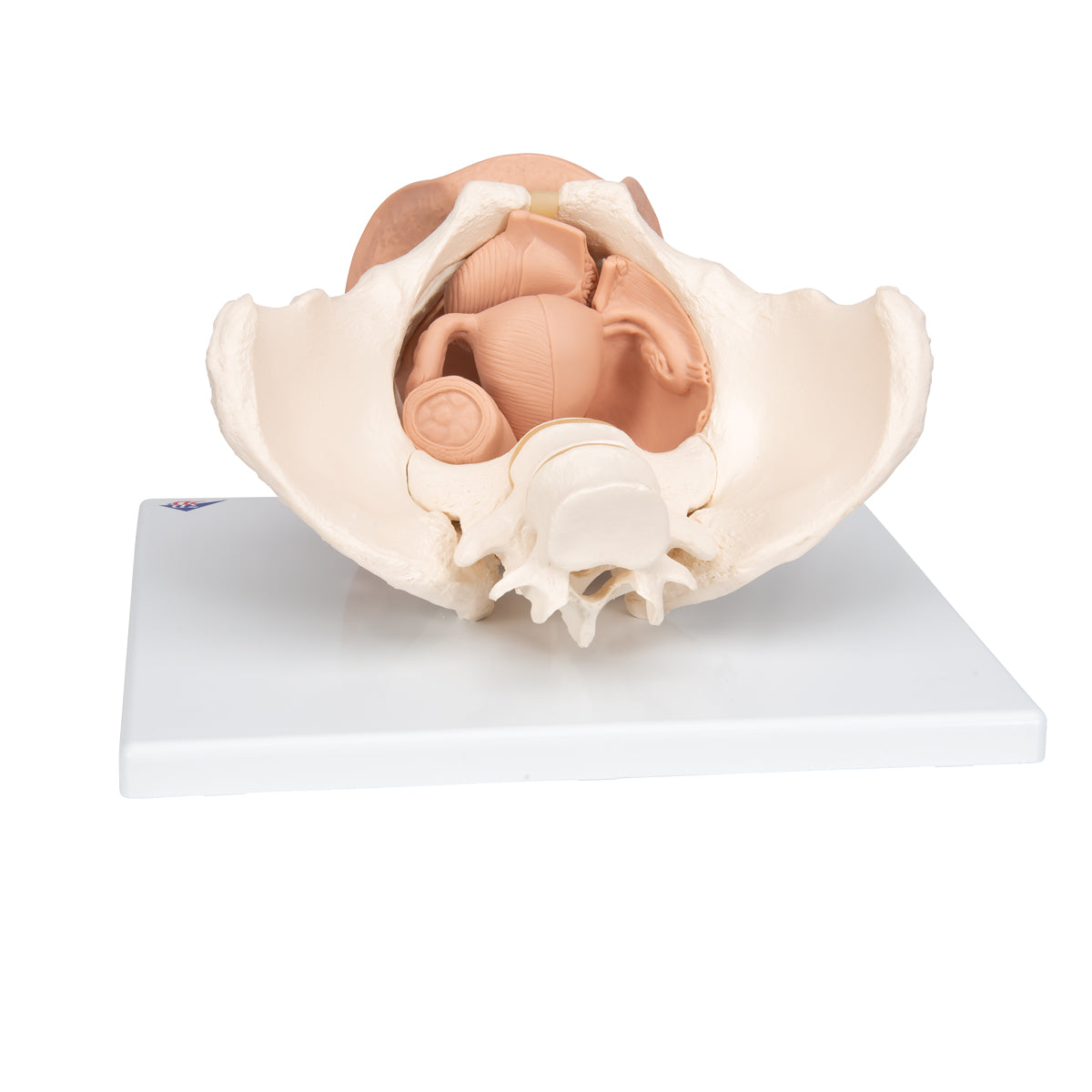 Female Pelvis Skeleton with Genital Organs, 3 part