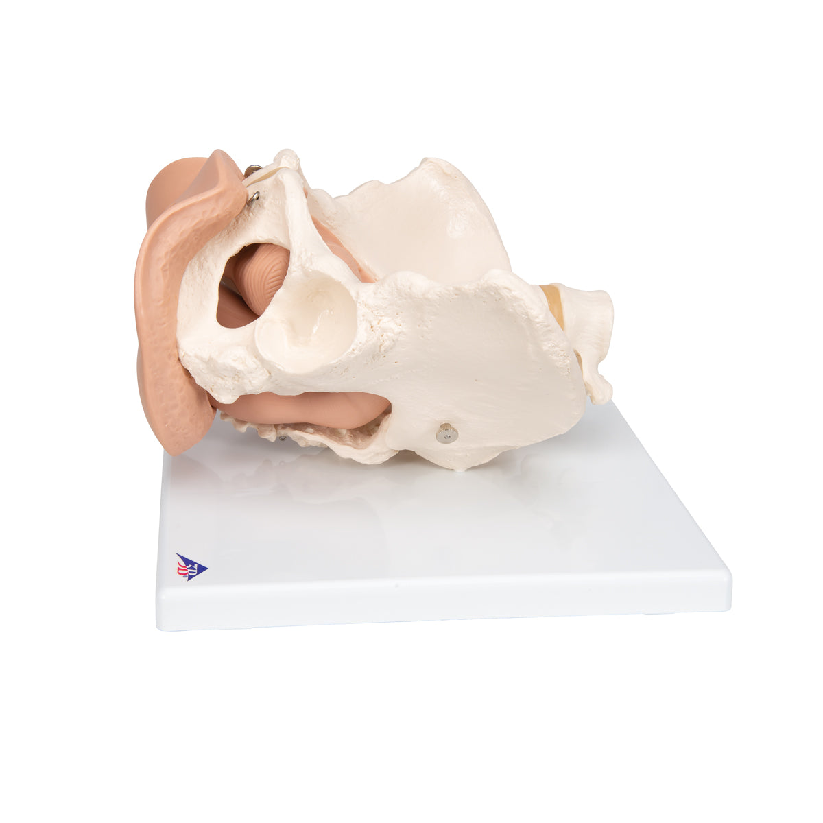 Female Pelvis Skeleton with Genital Organs, 3 part