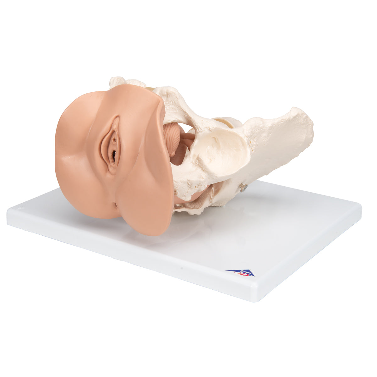 Female Pelvis Skeleton with Genital Organs, 3 part