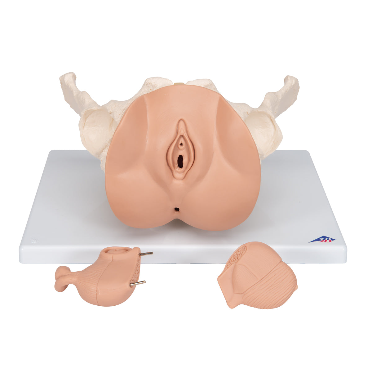 Female Pelvis Skeleton with Genital Organs, 3 part