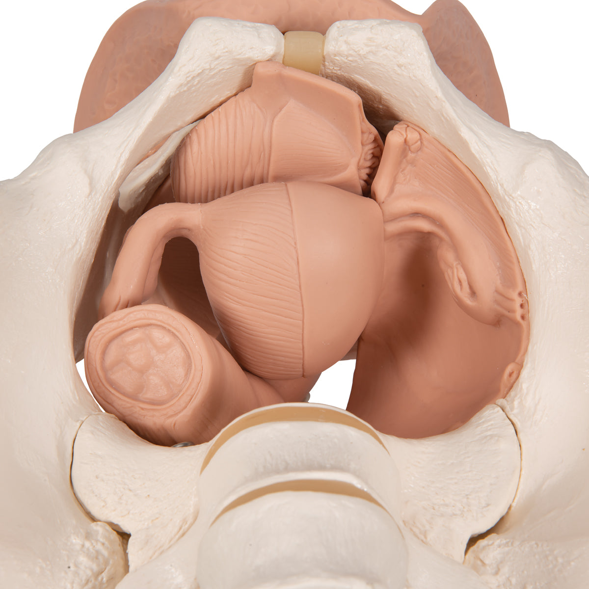 Female Pelvis Skeleton with Genital Organs, 3 part