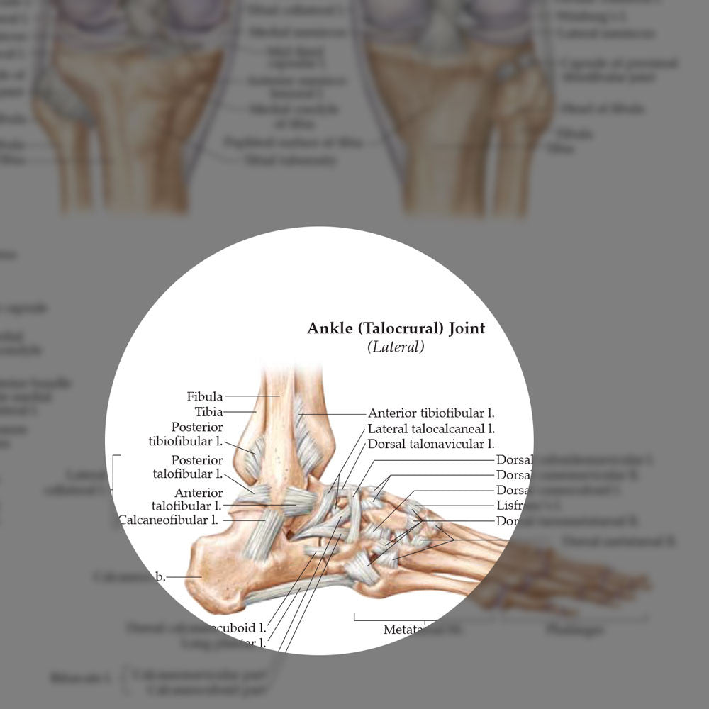 Ligaments of the Joints - highlight