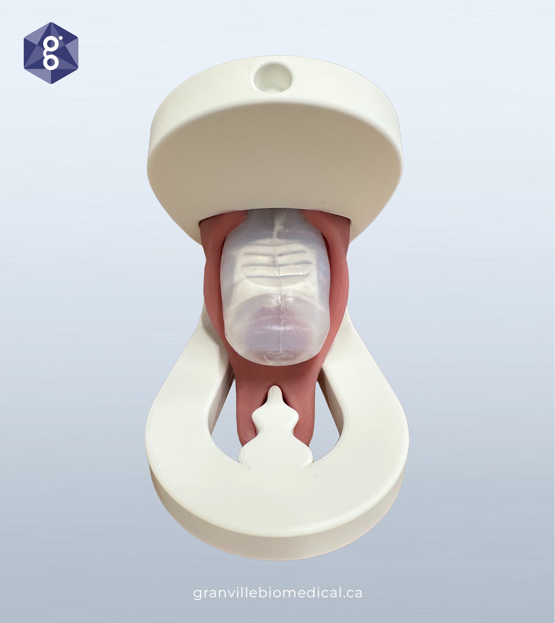 New! pelvic floor model — view 4