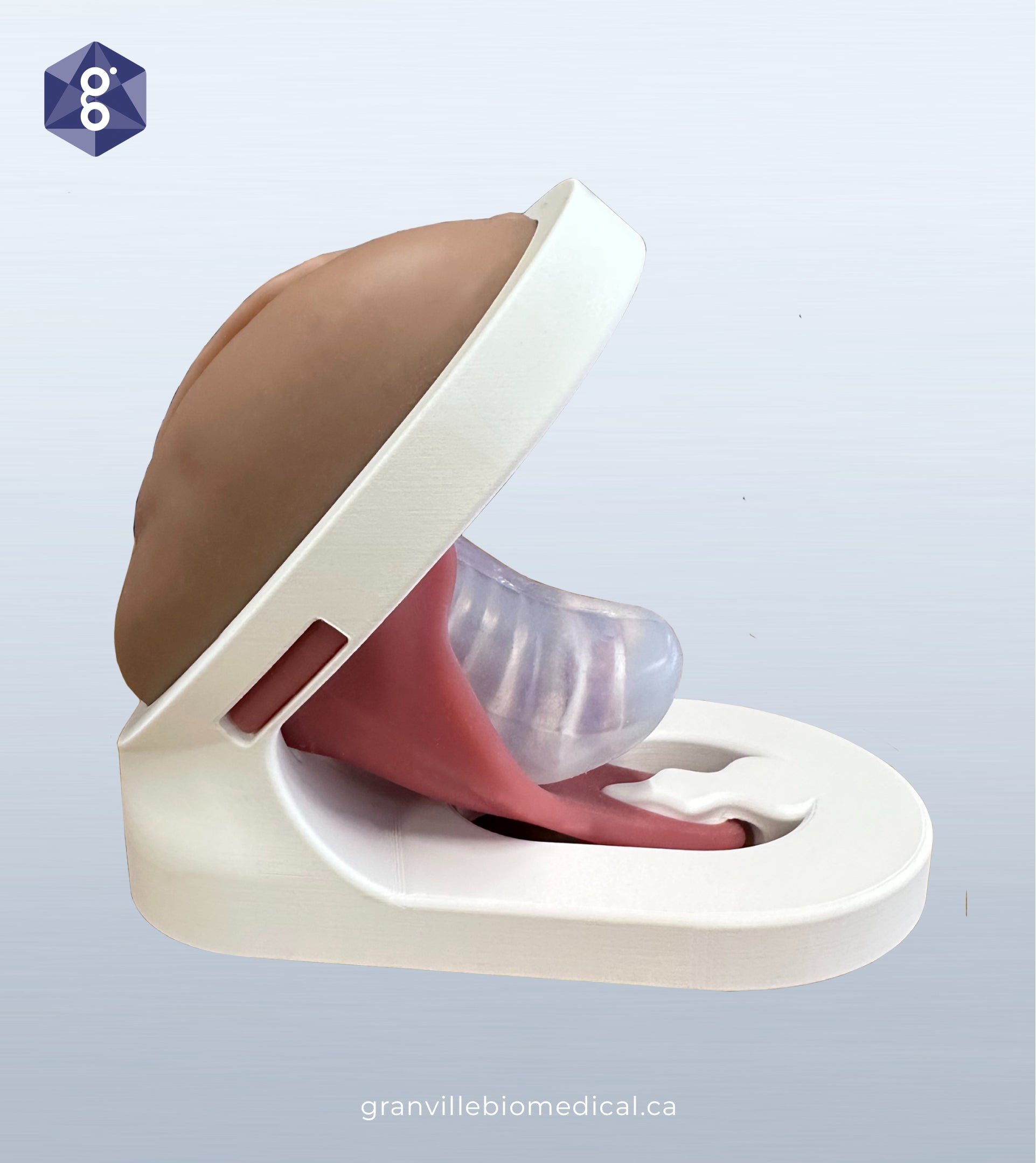 NEW! pelvic floor model, in light skin tone, side view