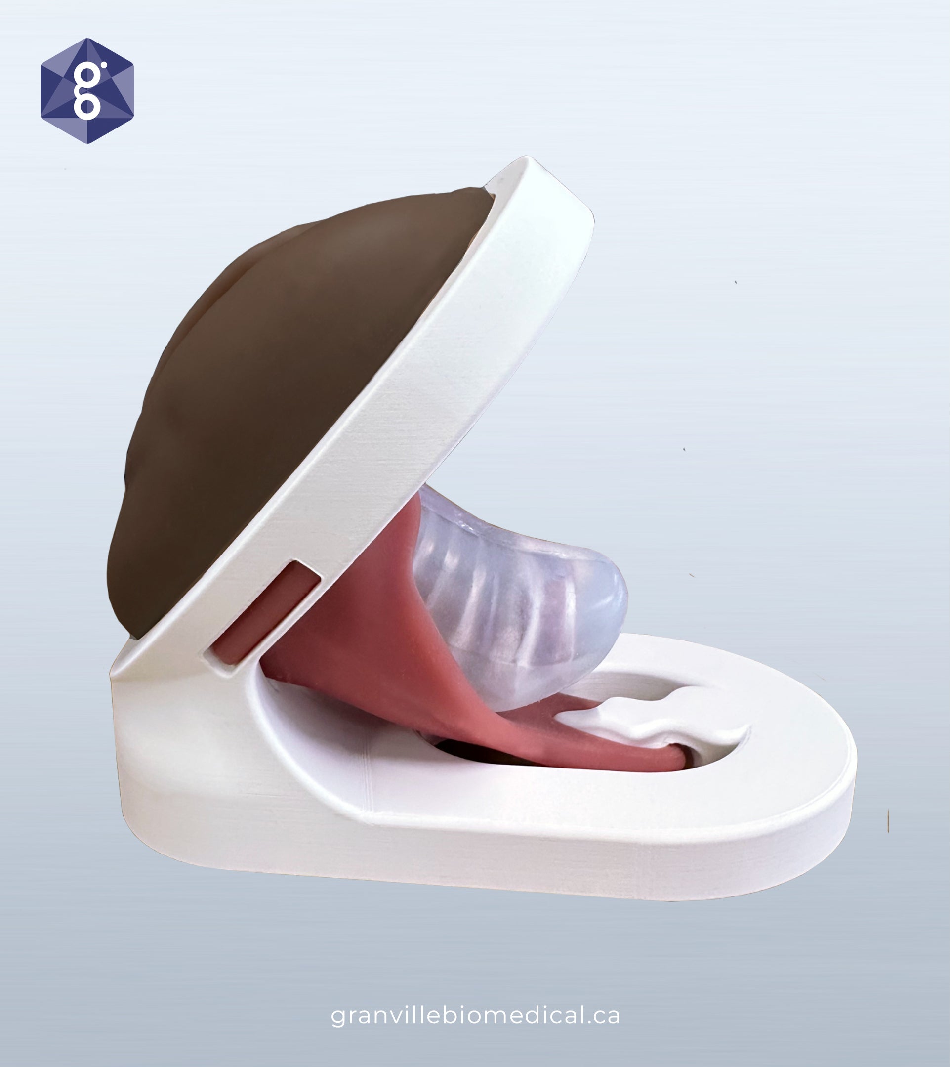NEW! pelvic floor model, in dark skin tone, side view