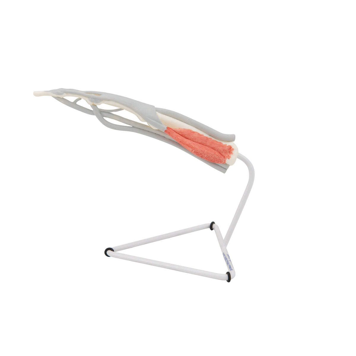 Life-Size Finger Model with Muscles & Tendons - 3B Scientific M19, view 7