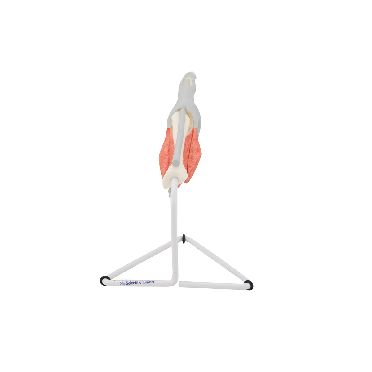 Life-Size Finger Model with Muscles & Tendons - 3B Scientific M19, view 8