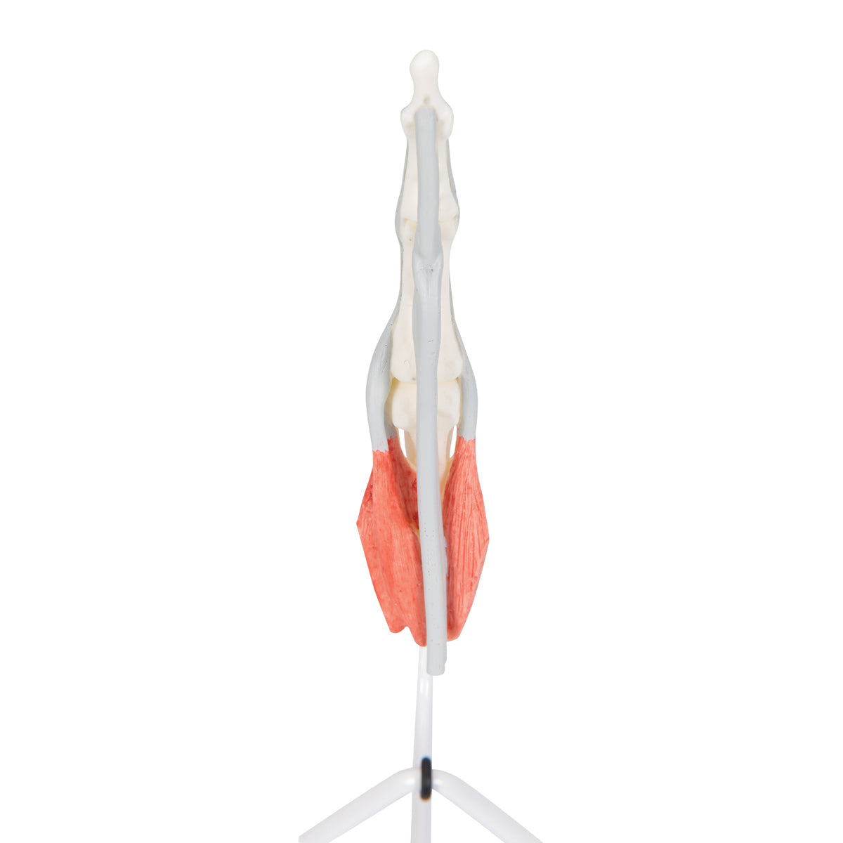 Life-Size Finger Model with Muscles & Tendons - 3B Scientific M19, view 9