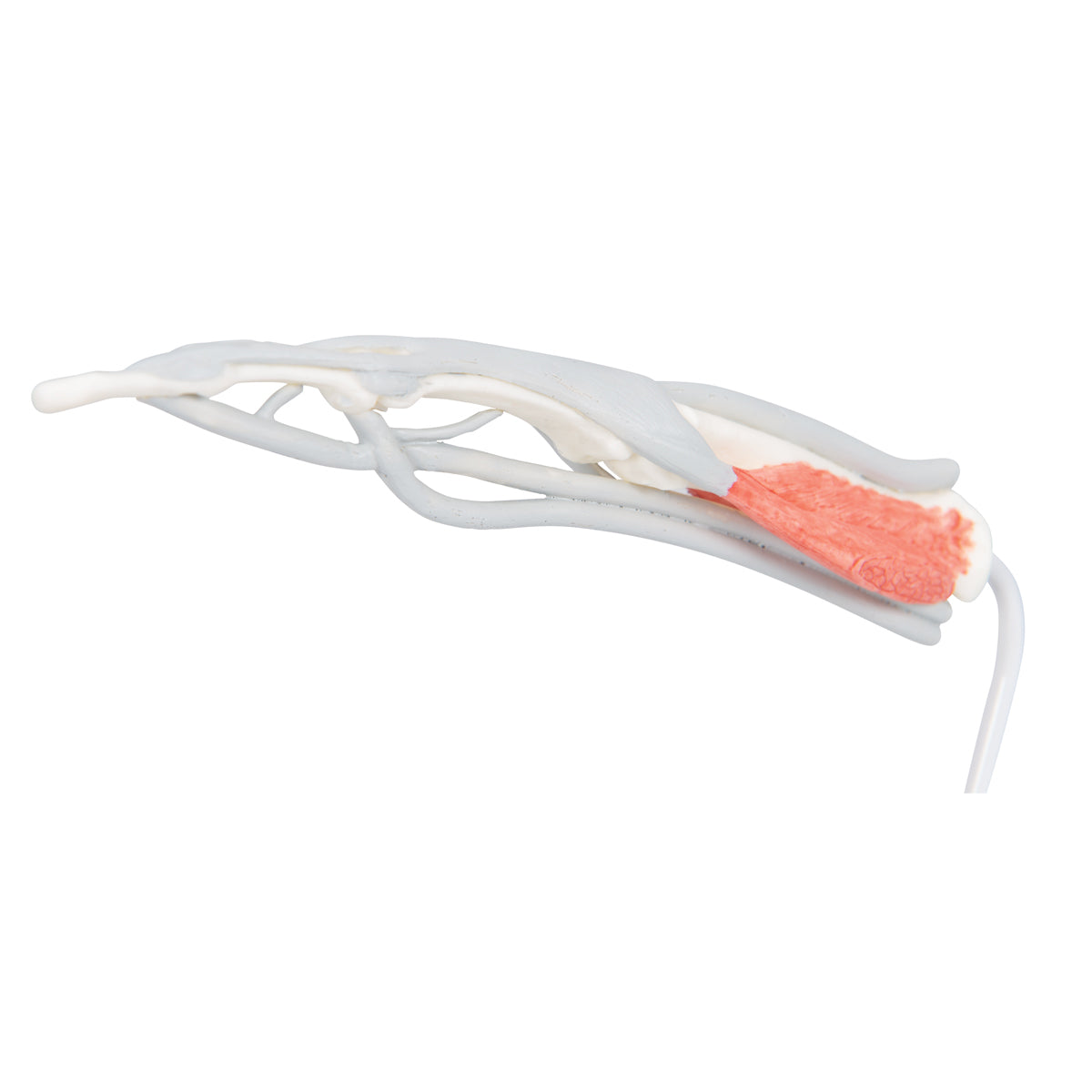 Life-Size Finger Model with Muscles & Tendons - 3B Scientific M19, view 10