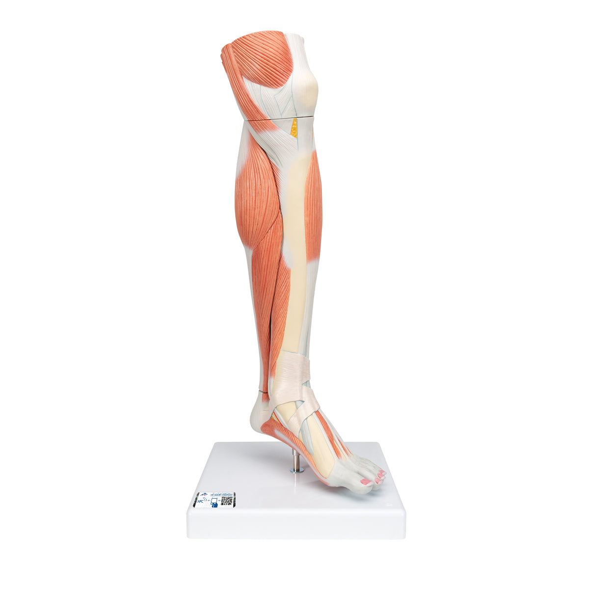 Life-Size Lower Muscle Leg Model with Detachable Knee, 3 part - 3B Scientific M22, view 8