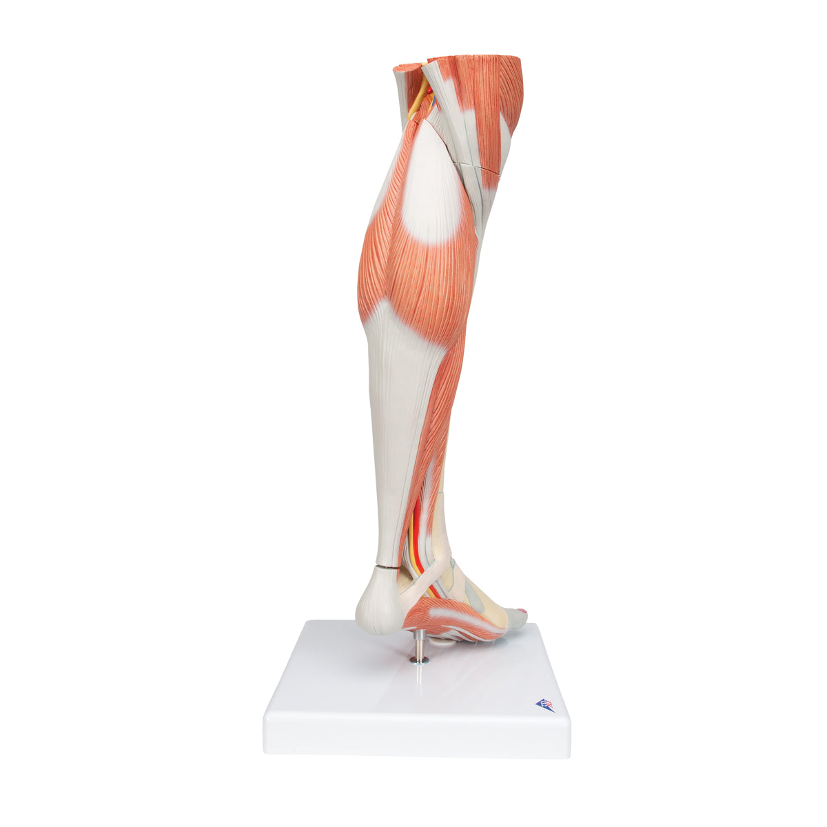 Life-Size Lower Muscle Leg Model with Detachable Knee, 3 part - 3B Scientific M22, view 10
