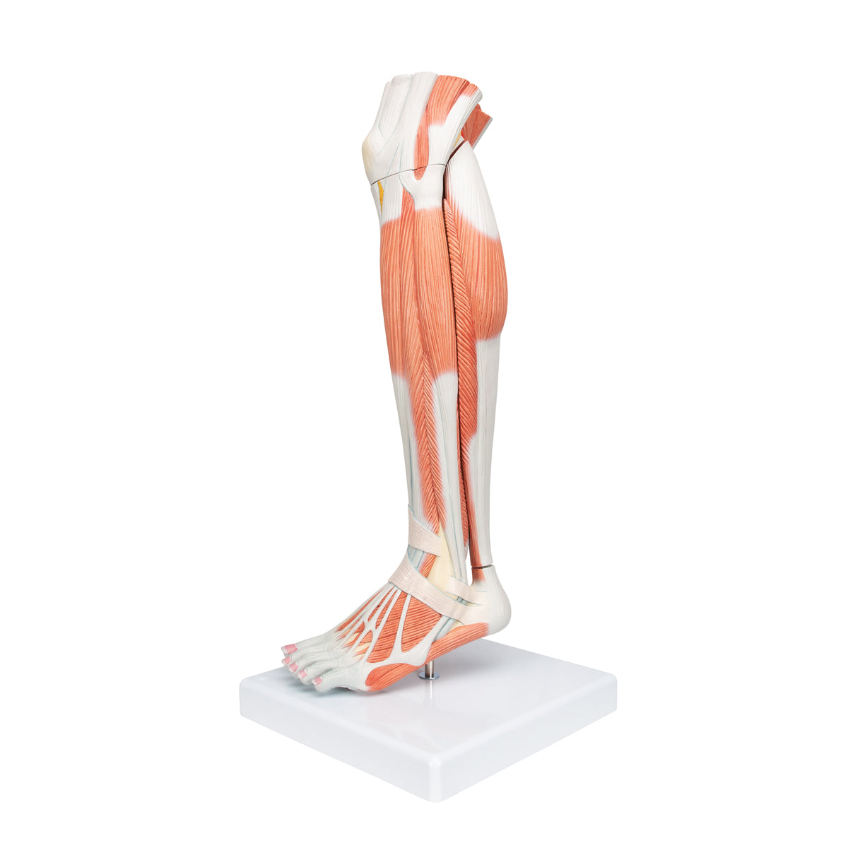Life-Size Lower Muscle Leg Model with Detachable Knee, 3 part - 3B Scientific M22, view 12