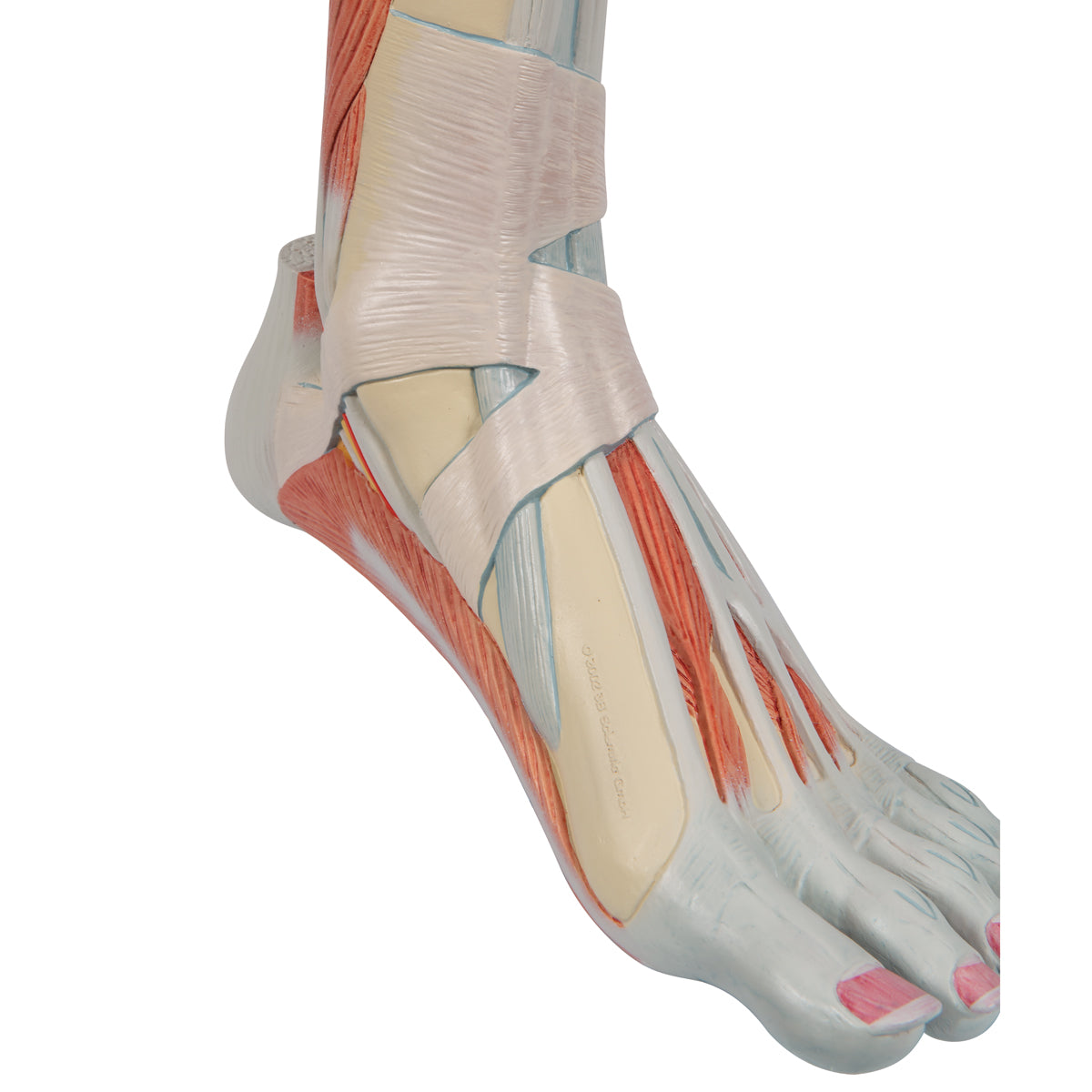 Life-Size Lower Muscle Leg Model with Detachable Knee, 3 part - 3B Scientific M22, view 14