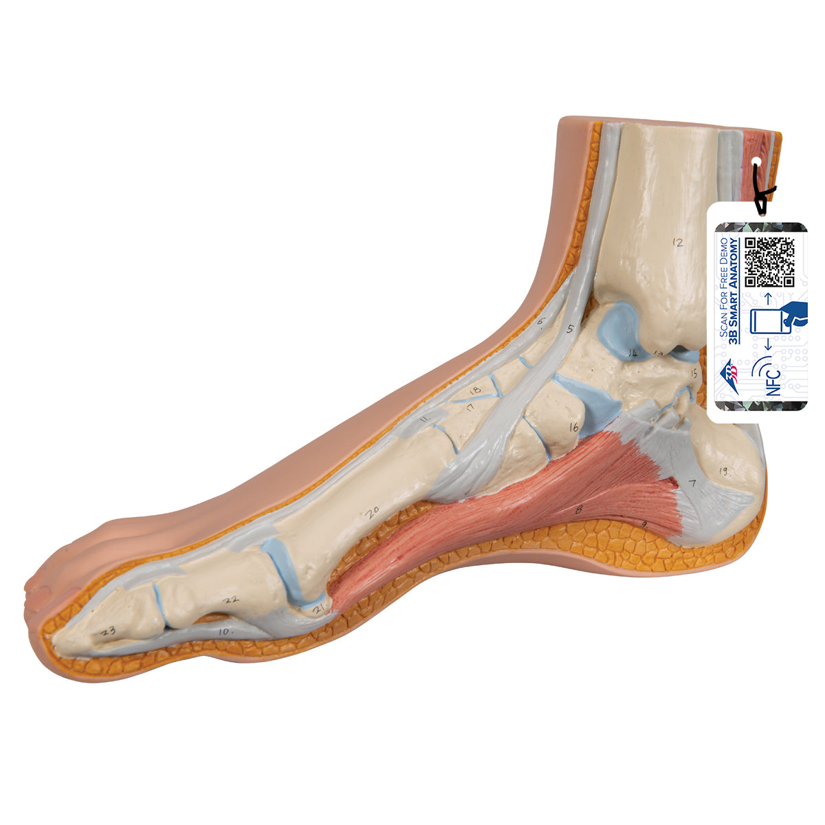 Normal Foot Model - 3B Scientific M30, view 8