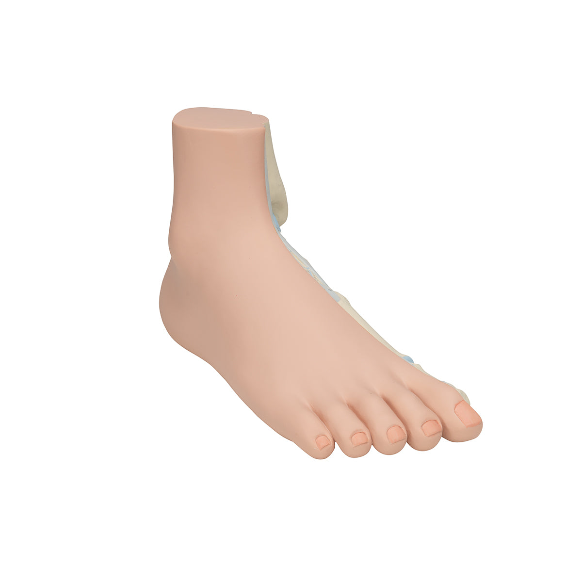 Normal Foot Model - 3B Scientific M30, view 2