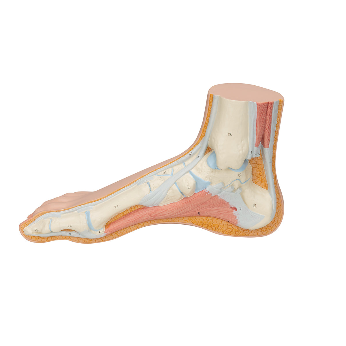 Normal Foot Model - 3B Scientific M30, view 5
