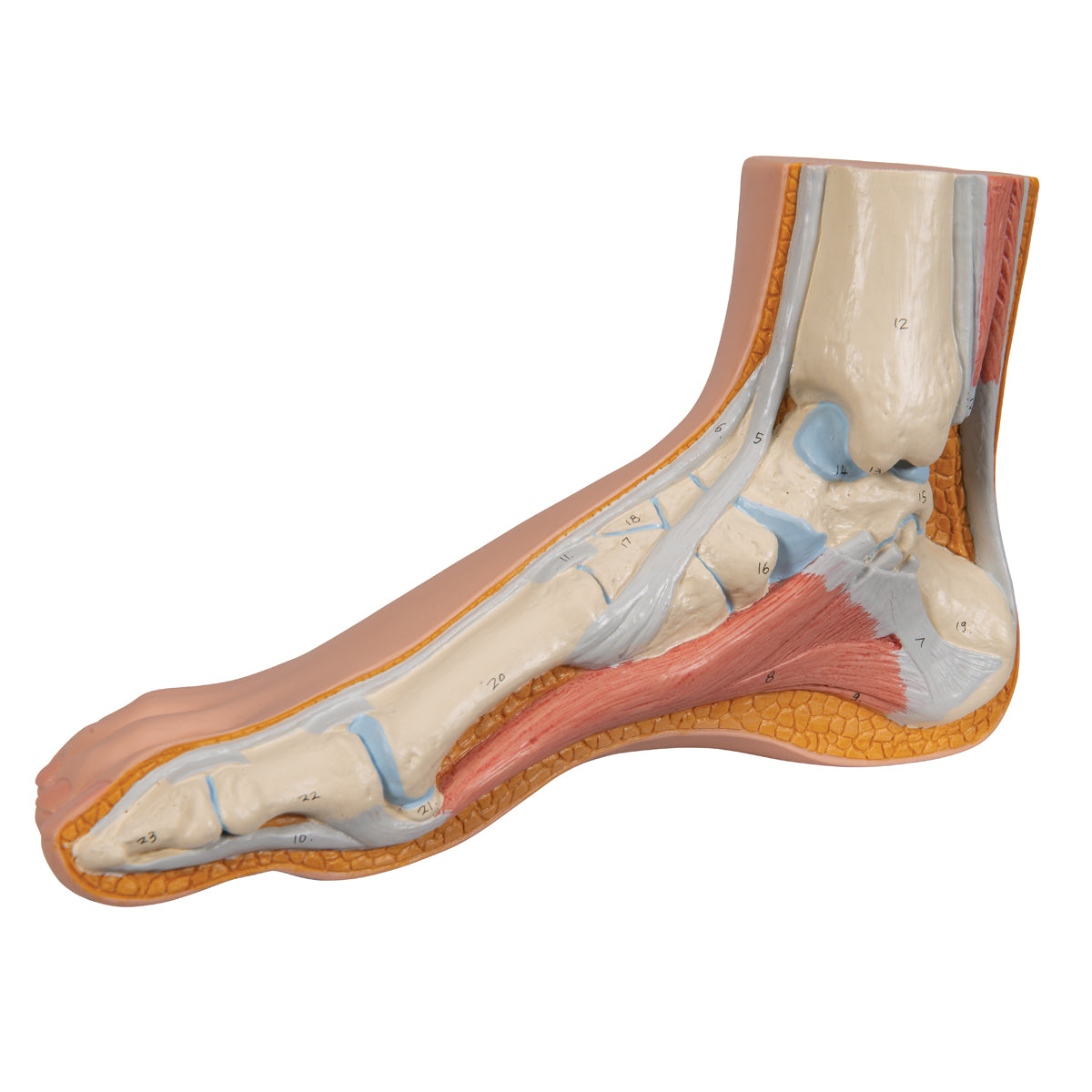 Normal Foot Model - 3B Scientific M30, view 7