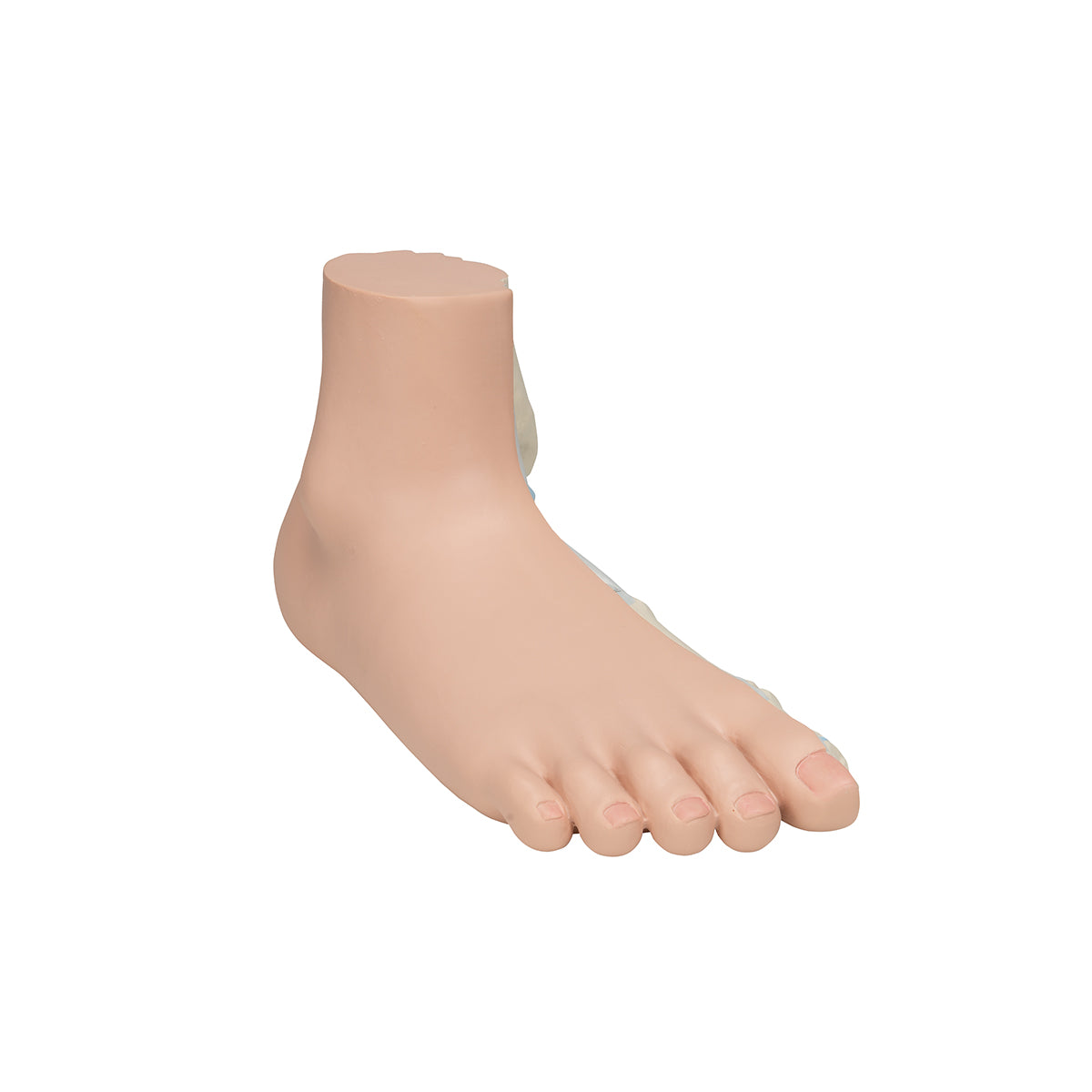 Flat Foot (Pes Planus) Model - 3B Scientific M31, view 2