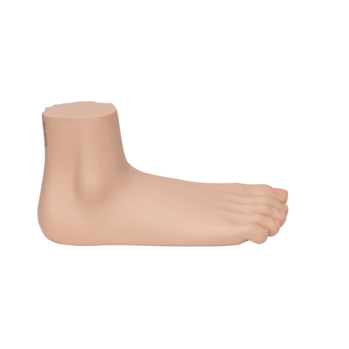 Flat Foot (Pes Planus) Model - 3B Scientific M31, view 3