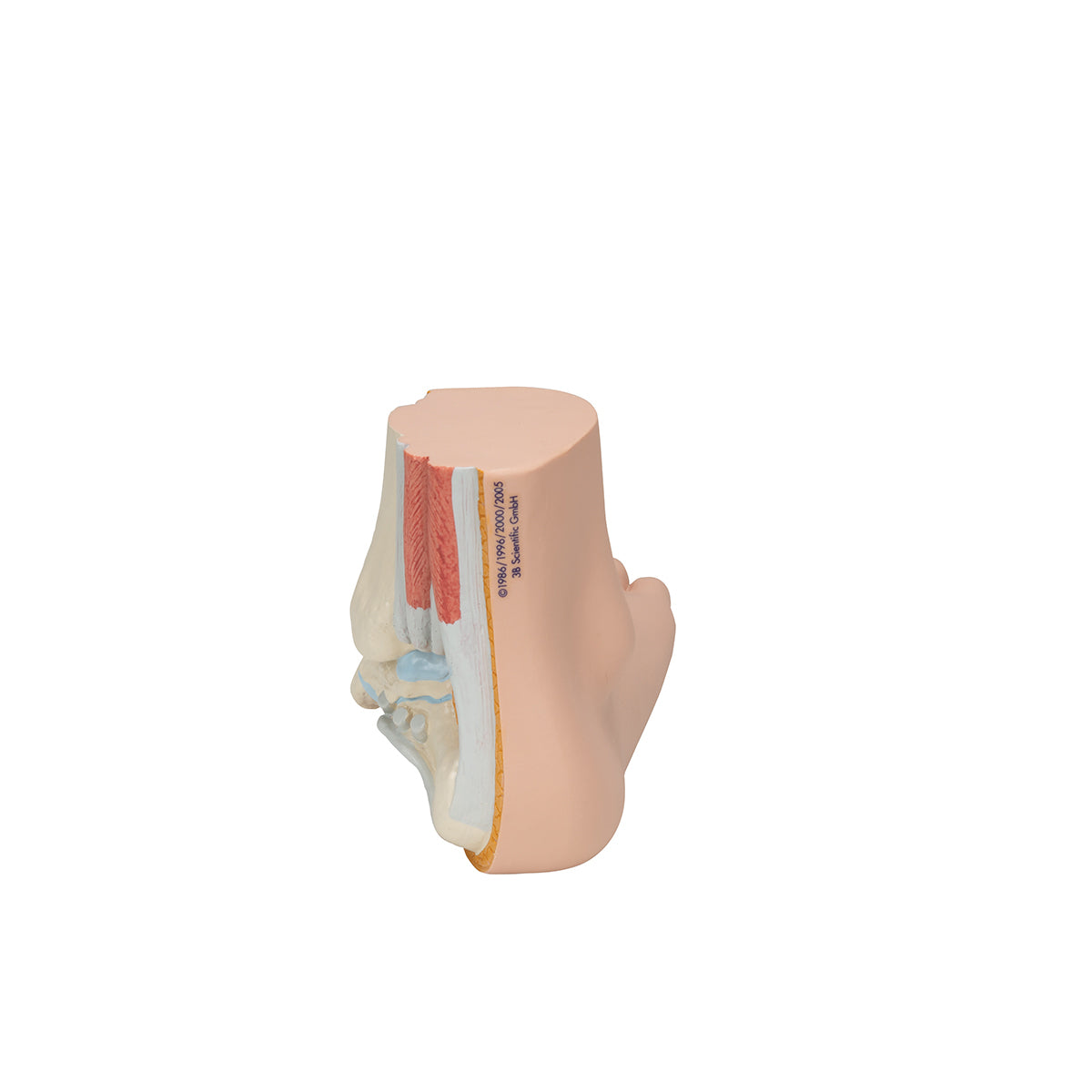 Flat Foot (Pes Planus) Model - 3B Scientific M31, view 4