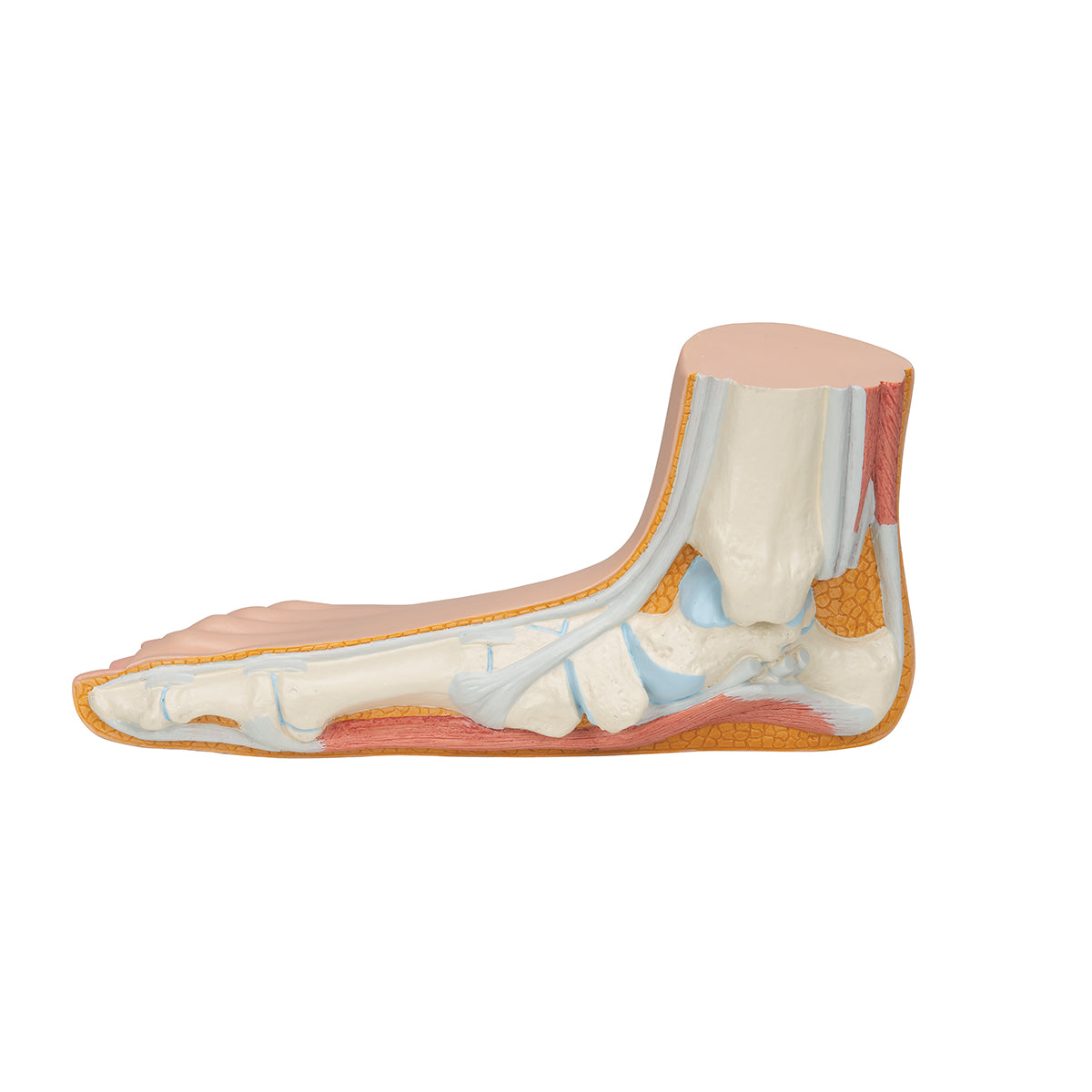 Flat Foot (Pes Planus) Model - 3B Scientific M31, view 5