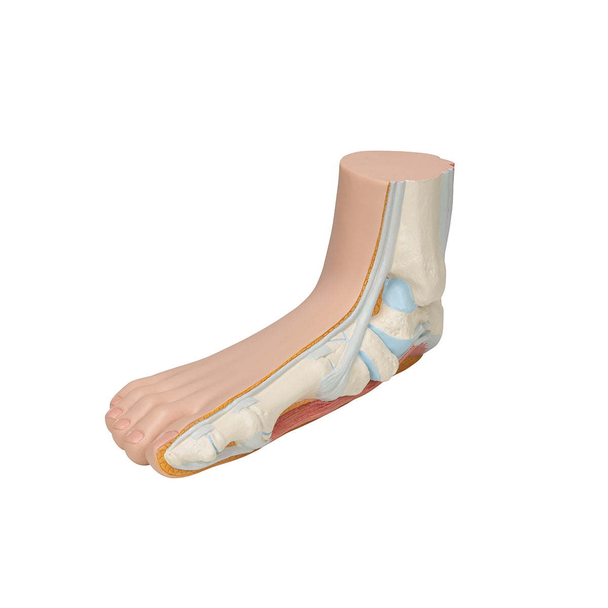 Flat Foot (Pes Planus) Model - 3B Scientific M31, view 6