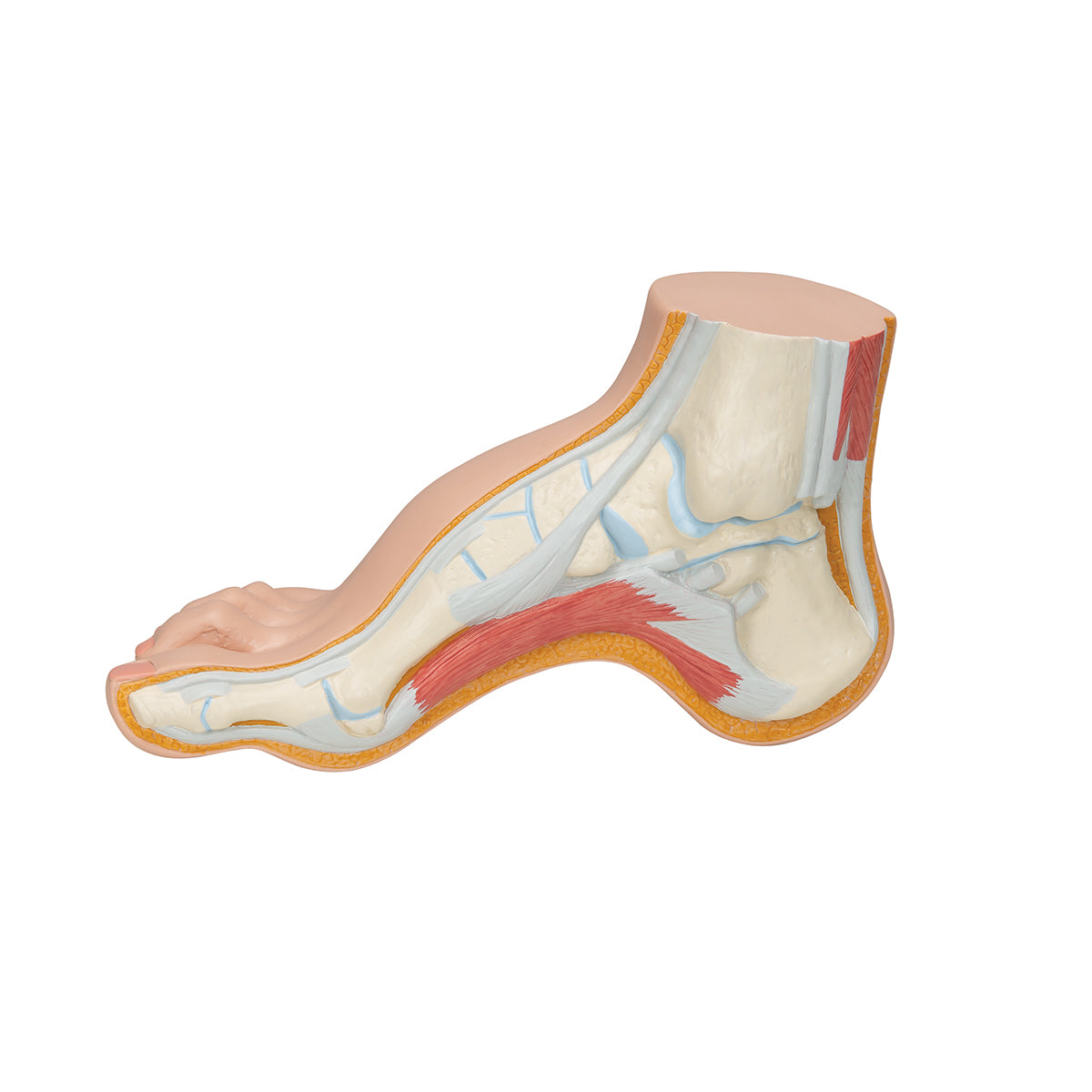 Hollow Foot (Pes Cavus) Model - 3B Scientific M32, view 12