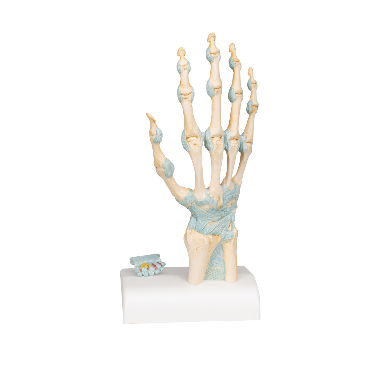 Hand Skeleton Model with Ligaments and Carpal Tunnel, 3-part - 3B Scientific M33, view 11