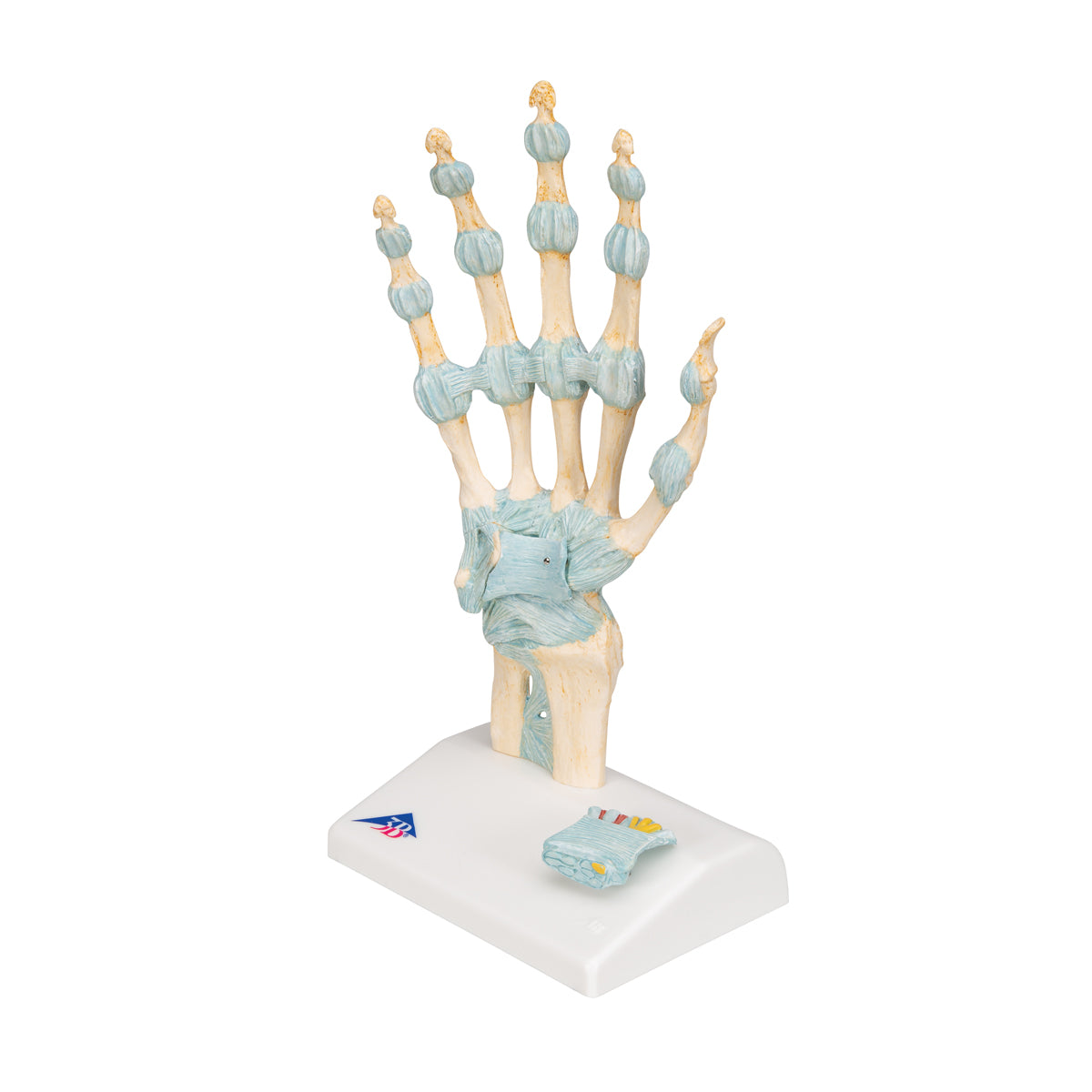 Hand Skeleton Model with Ligaments and Carpal Tunnel, 3-part - 3B Scientific M33, view 12
