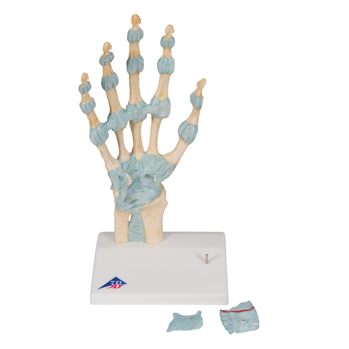 Hand Skeleton Model with Ligaments and Carpal Tunnel, 3-part - 3B Scientific M33, view 13